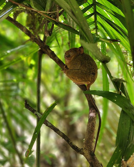 1.The Tarsier, one of the smallest primates in the world